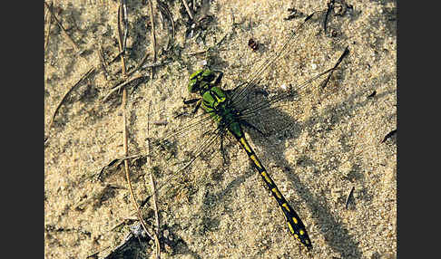 Grüne Keiljungfer (Ophiogomphus cecilia)