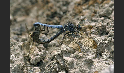 Kleiner Blaupfeil (Orthetrum coerulescens)