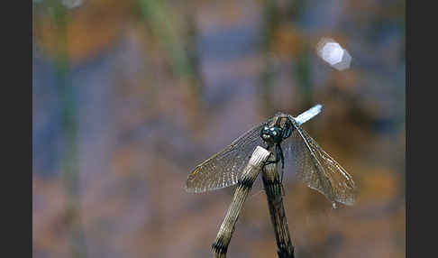 Kleiner Blaupfeil (Orthetrum coerulescens)