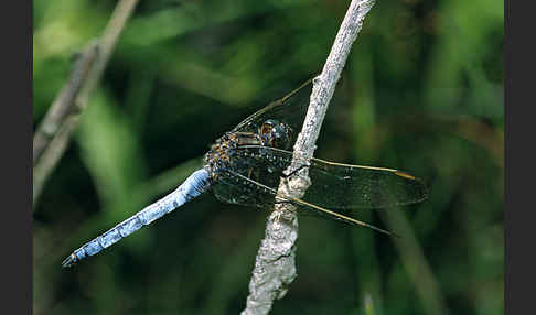 Kleiner Blaupfeil (Orthetrum coerulescens)