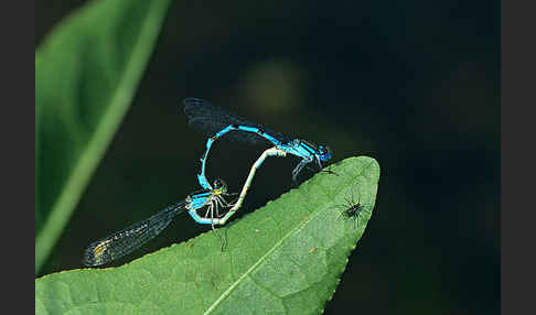 Becher-Azurjungfer (Enallagma cyathigerum)