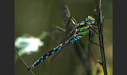 Blaugrüne Mosaikjungfer (Aeshna cyanea)