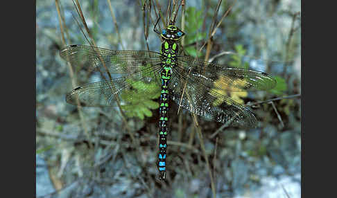 Blaugrüne Mosaikjungfer (Aeshna cyanea)