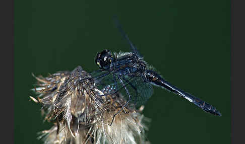 Schwarze Heidelibelle (Sympetrum danae)