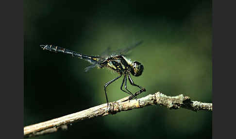 Schwarze Heidelibelle (Sympetrum danae)