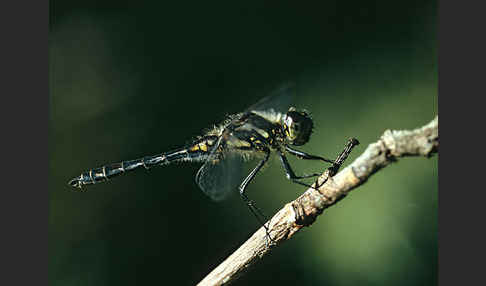 Schwarze Heidelibelle (Sympetrum danae)