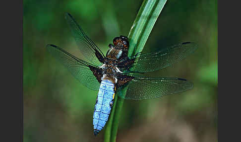 Plattbauch (Libellula depressa)