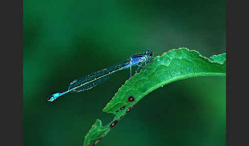 Große Pechlibelle (Ischnura elegans)