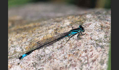 Große Pechlibelle (Ischnura elegans)