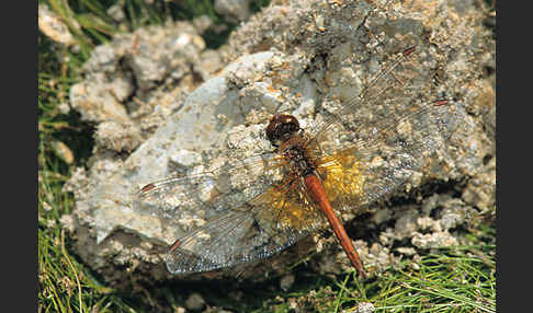 Gefleckte Heidelibelle (Sympetrum flaveolum)