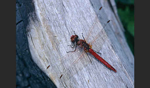 Frühe Heidelibelle (Sympetrum fonscolombei)