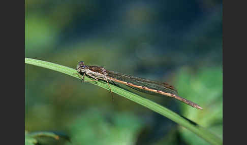 Gemeine Winterlibelle (Sympecma fusca)