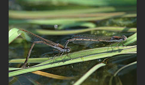 Gemeine Winterlibelle (Sympecma fusca)