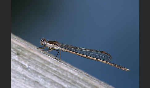 Gemeine Winterlibelle (Sympecma fusca)