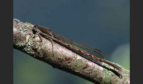 Gemeine Winterlibelle (Sympecma fusca)