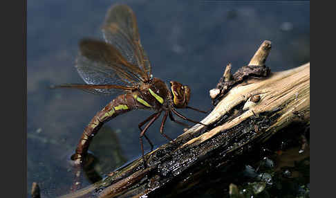 Braune Mosaikjungfer (Aeshna grandis)