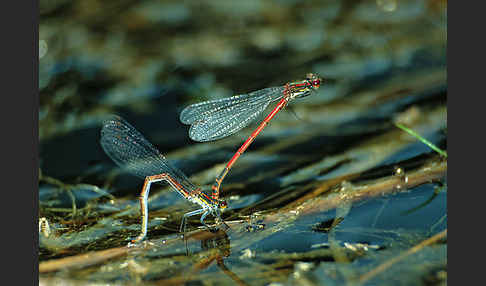 Frühe Adonislibelle (Pyrrhosoma nymphula)