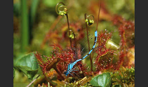 Becher-Azurjungfer (Enallagma cyathigerum)