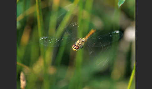 Heidelibelle (Sympetrum spec.)