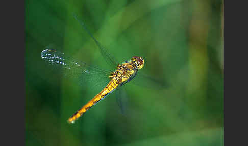 Heidelibelle (Sympetrum spec.)