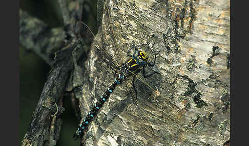 Torf- Mosaikjungfer (Aeshna juncea)