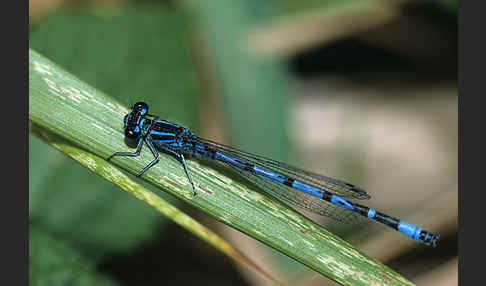 Helm- Azurjungfer (Coenagrion mercuriale)