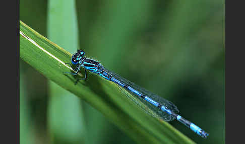 Helm- Azurjungfer (Coenagrion mercuriale)