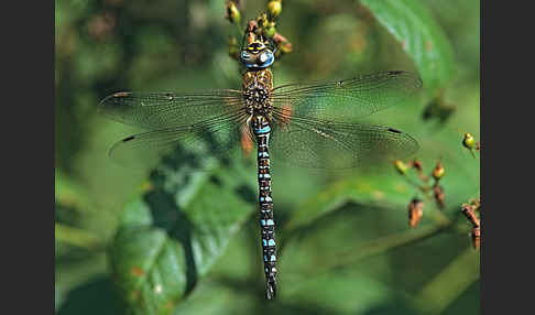 Herbst- Mosaikjungfer (Aeshna mixta)