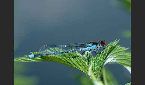 Großes Granatauge (Erythromma najas)