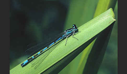 Vogel-Azurjungfer (Coenagrion ornatum)