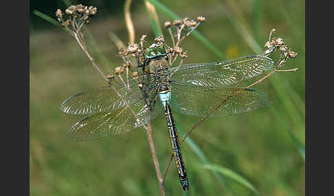 Kleine Königslibelle (Anax parthenope)