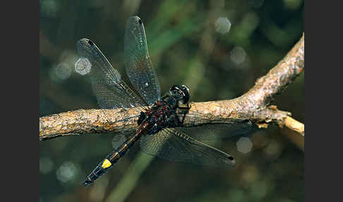 Große Moosjungfer (Leucorrhinia pectoralis)