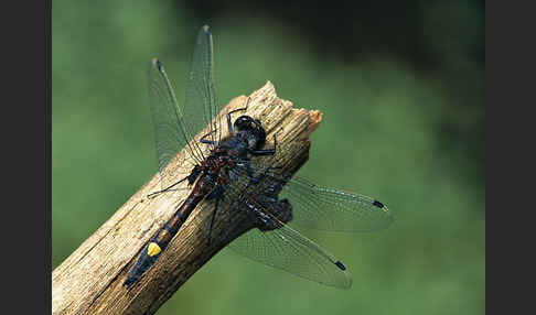 Große Moosjungfer (Leucorrhinia pectoralis)