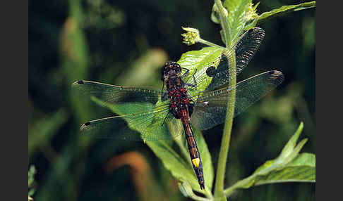 Große Moosjungfer (Leucorrhinia pectoralis)