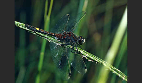 Große Moosjungfer (Leucorrhinia pectoralis)