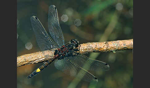 Große Moosjungfer (Leucorrhinia pectoralis)