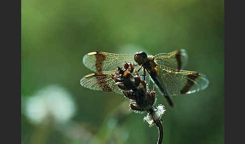 Gebänderte Heidelibelle (Sympetrum pedemontanum)