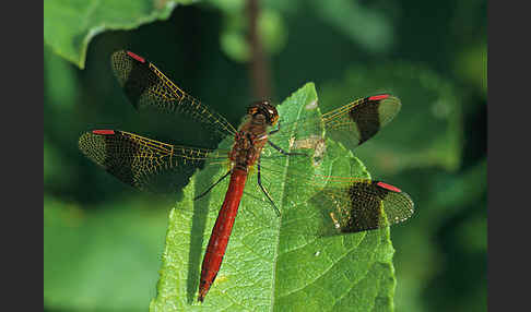 Gebänderte Heidelibelle (Sympetrum pedemontanum)