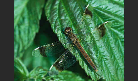 Gebänderte Heidelibelle (Sympetrum pedemontanum)