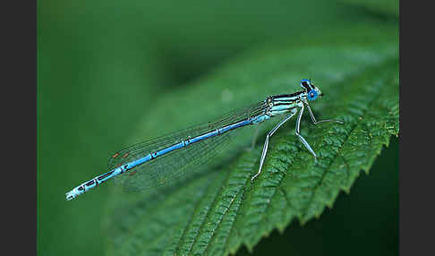 Federlibelle (Platycnemis pennipes)