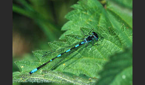 Fledermaus- Azurjungfer (Coenagrion pulchellum)