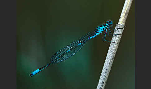 Fledermaus- Azurjungfer (Coenagrion pulchellum)