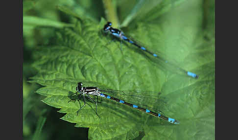 Fledermaus- Azurjungfer (Coenagrion pulchellum)