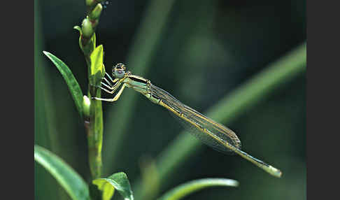 Kleine Pechlibelle (Ischnura pumilio)