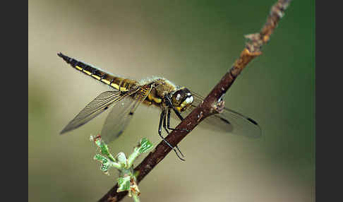 Vierfleck (Libellula quadrimaculata)