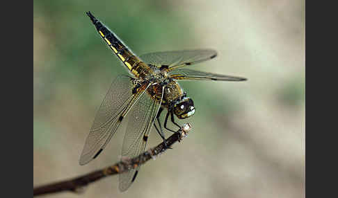 Vierfleck (Libellula quadrimaculata)