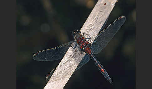 Nordische Moosjungfer (Leucorrhinia rubicunda)