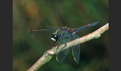 Nordische Moosjungfer (Leucorrhinia rubicunda)