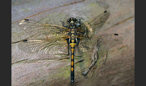 Nordische Moosjungfer (Leucorrhinia rubicunda)