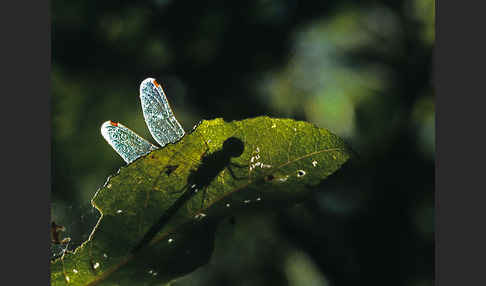 Nordische Moosjungfer (Leucorrhinia rubicunda)